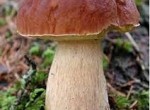 Маленькі секрети грибників або де краще шукати гриби